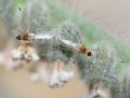 Gampsocoris punctipes pallidus